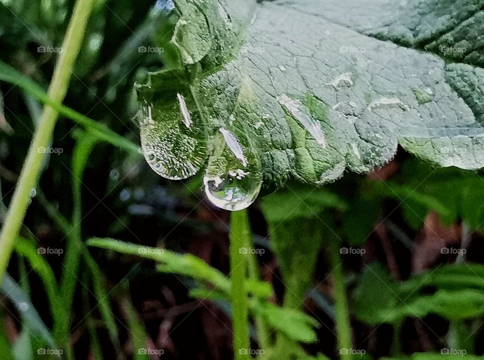 Dew drops on leaves