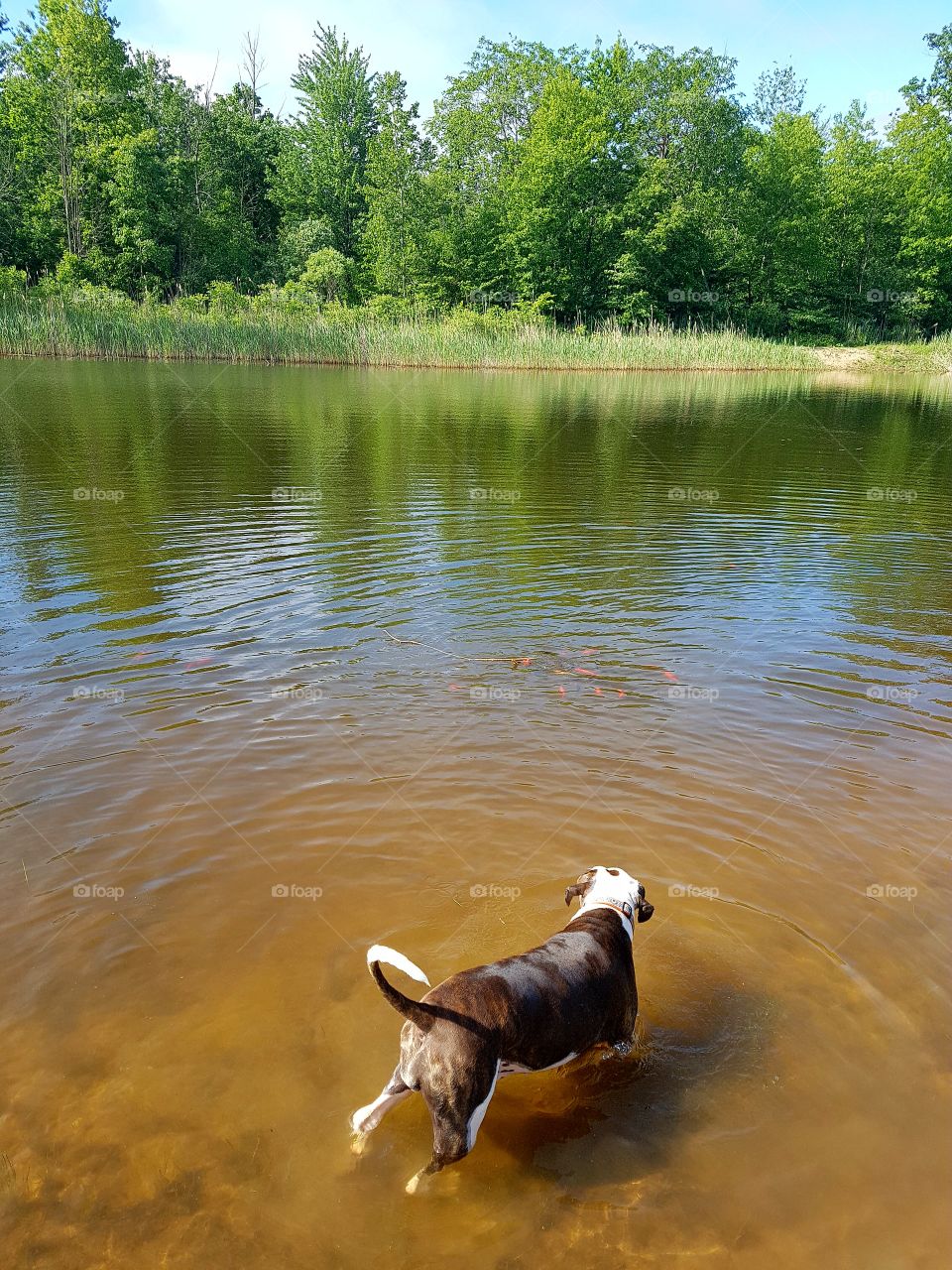 A dog wades through rippled pond water that fades from brown to green. The gradient in this photo is amazing.