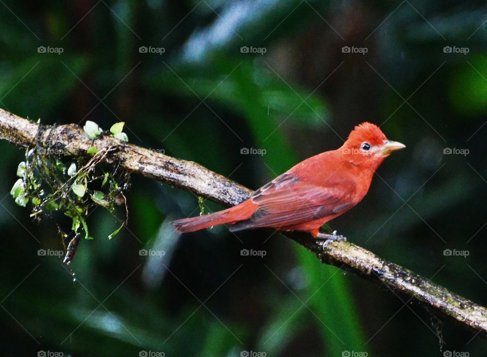 Summer Tanager Tropical Bird