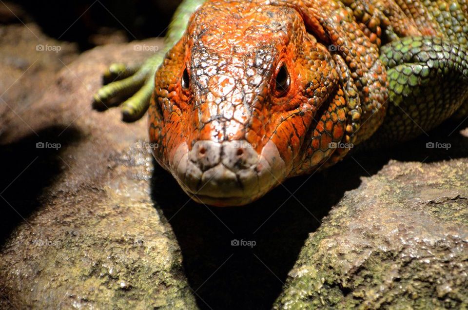 Portrait of lizard