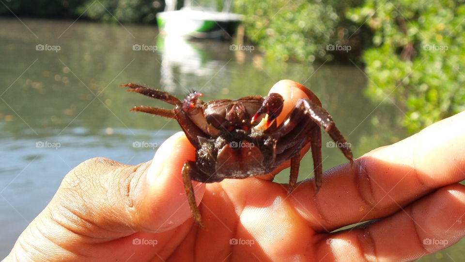 handling a crab