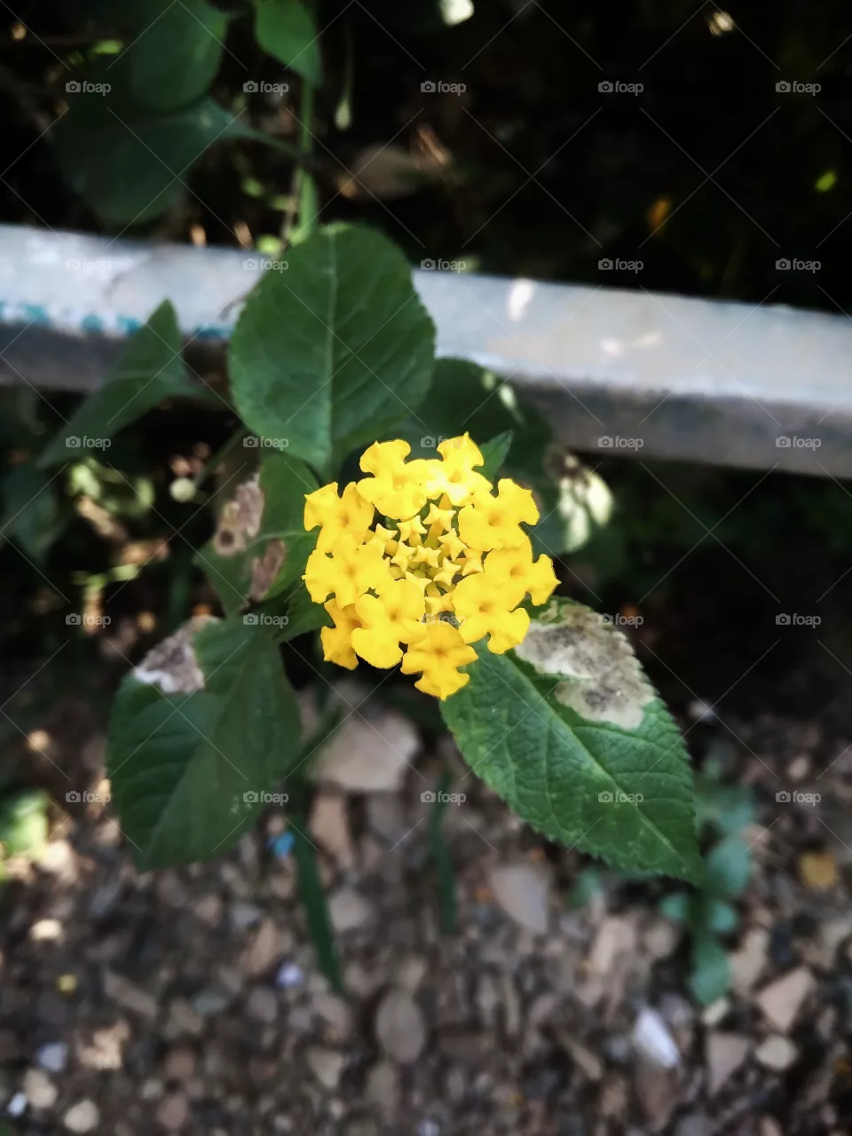 flora