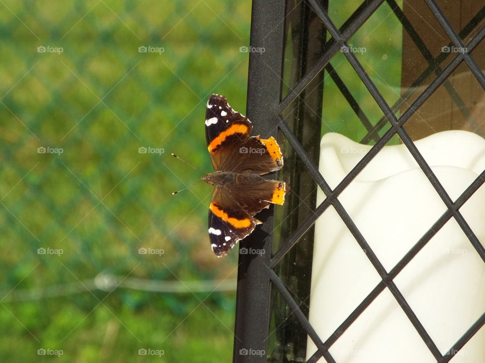 butterfly lantern