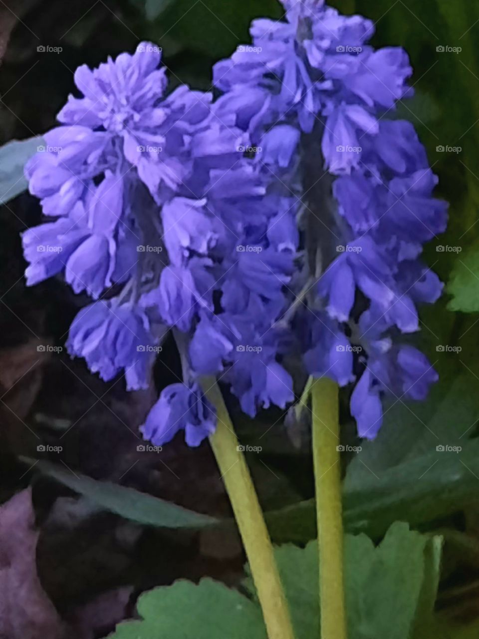 portrait of Muscari armenocum