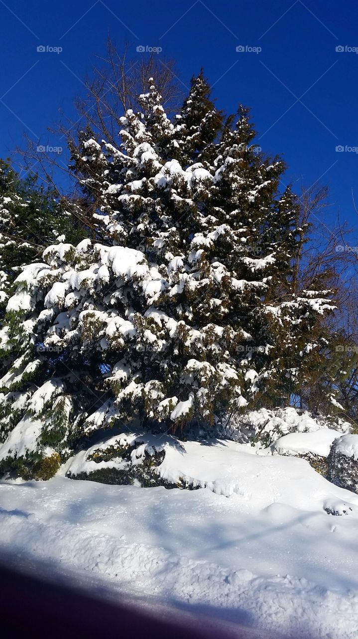 Snow Covered Pine