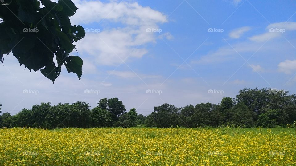 Beautiful Skyline & Beautiful Flowers #Natural picture