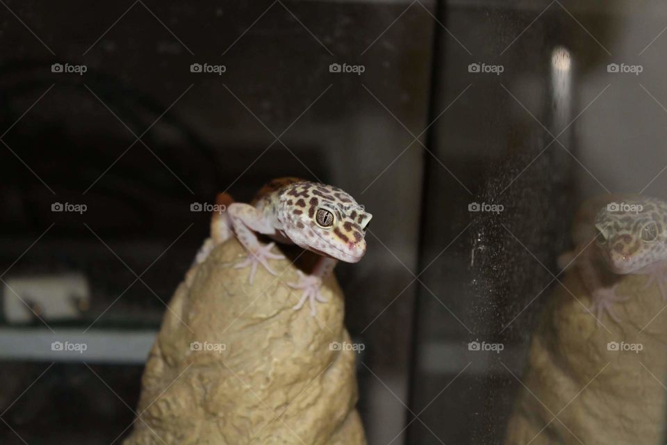 beautiful gecko