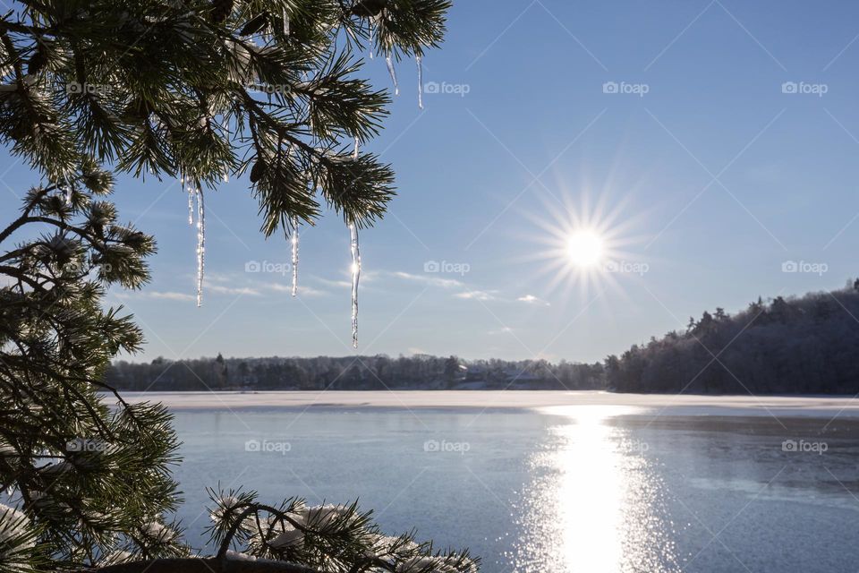 The Sun is shining bright from a clear blue sky on a fir tree with icicles on a cold winter day by frozen lake 