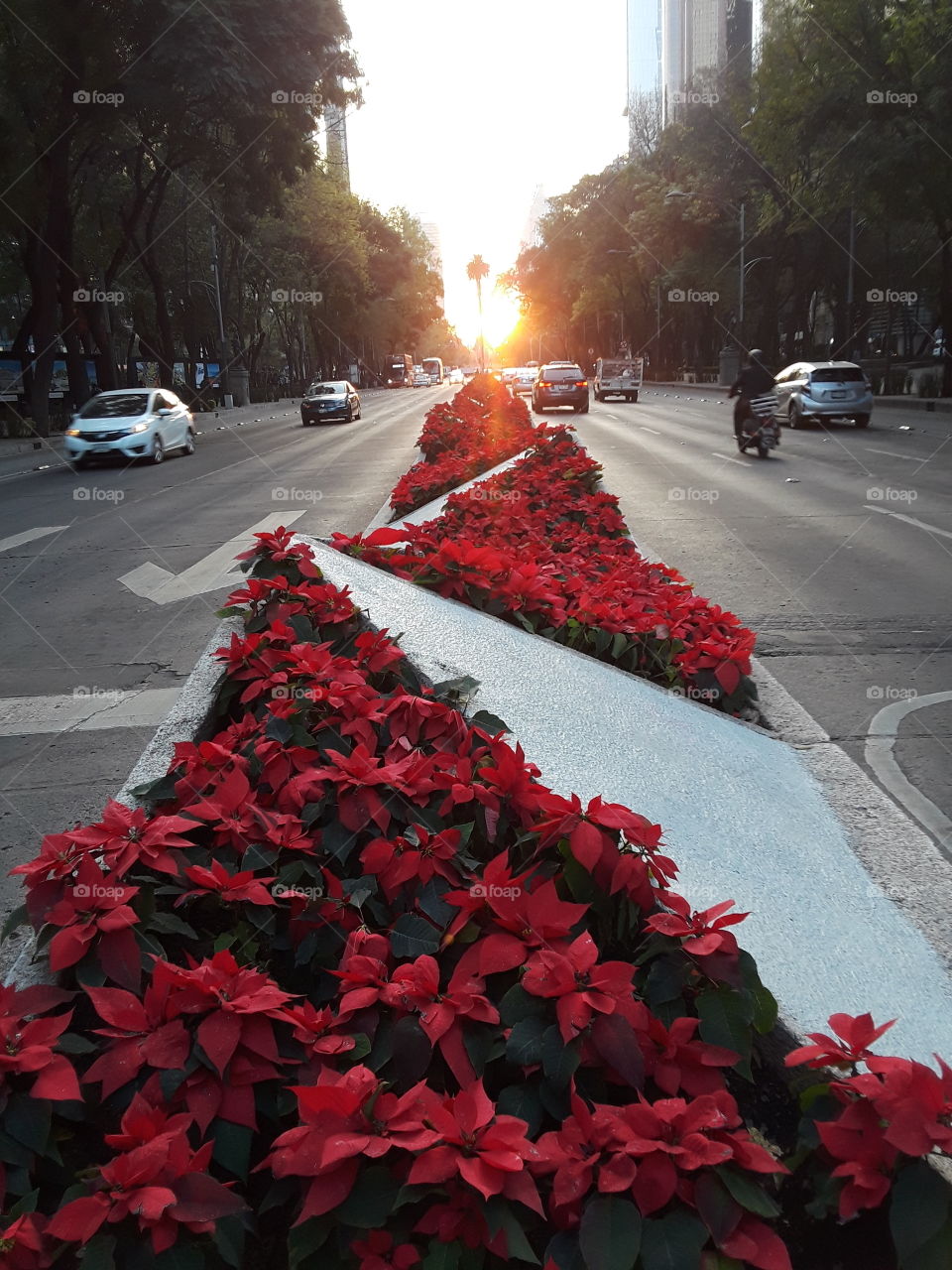 calle avenida decorada con flores tipo nochebuena, con el sol de fondo ocultándose en el horizonte. autos pasando