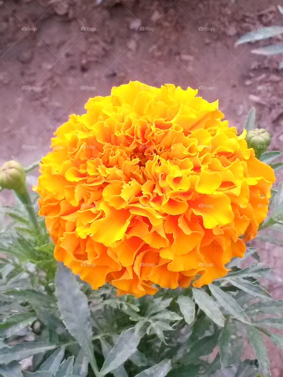 Nice yellow flower