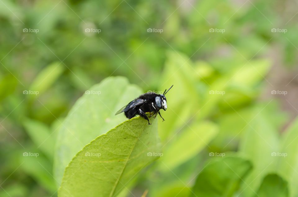 Carpenter Bee