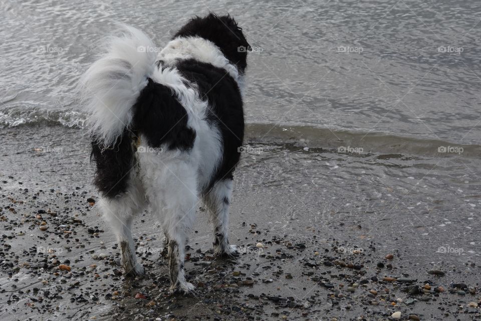 Sandy dog