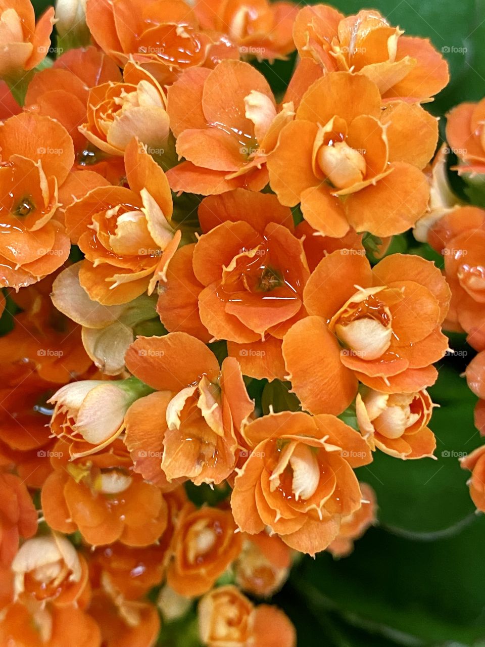 Orange flowers 