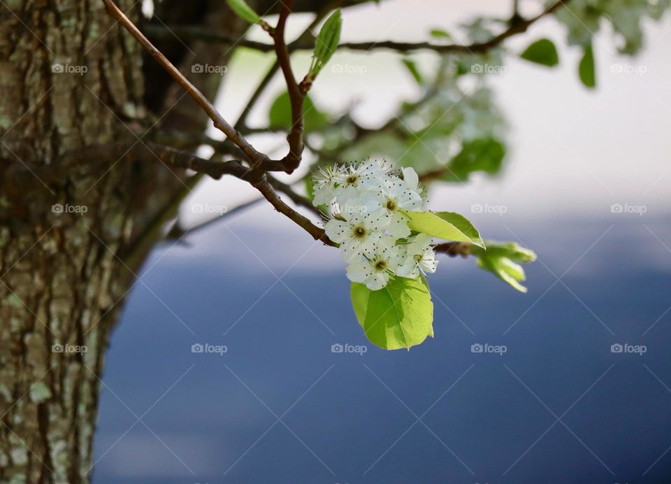 Pear Blossoms 