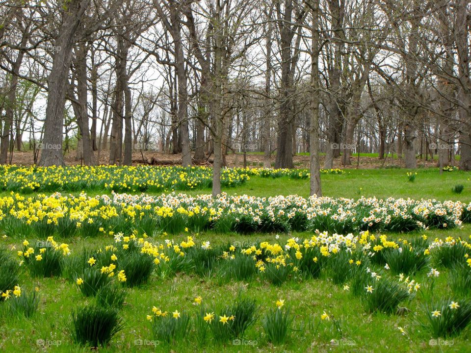 Daffodil Field