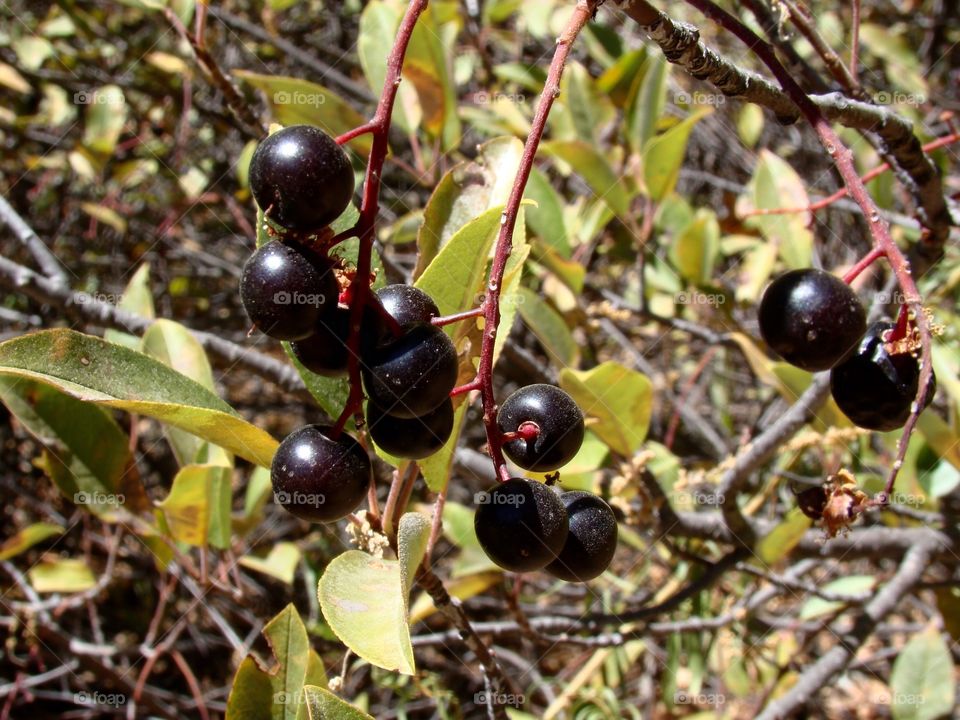 Fruit