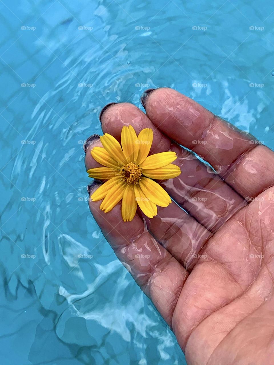 Hand holding a yellow flower inside the pool