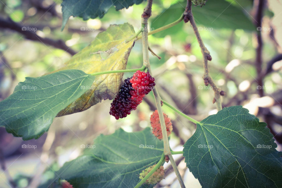 Burberry fruit