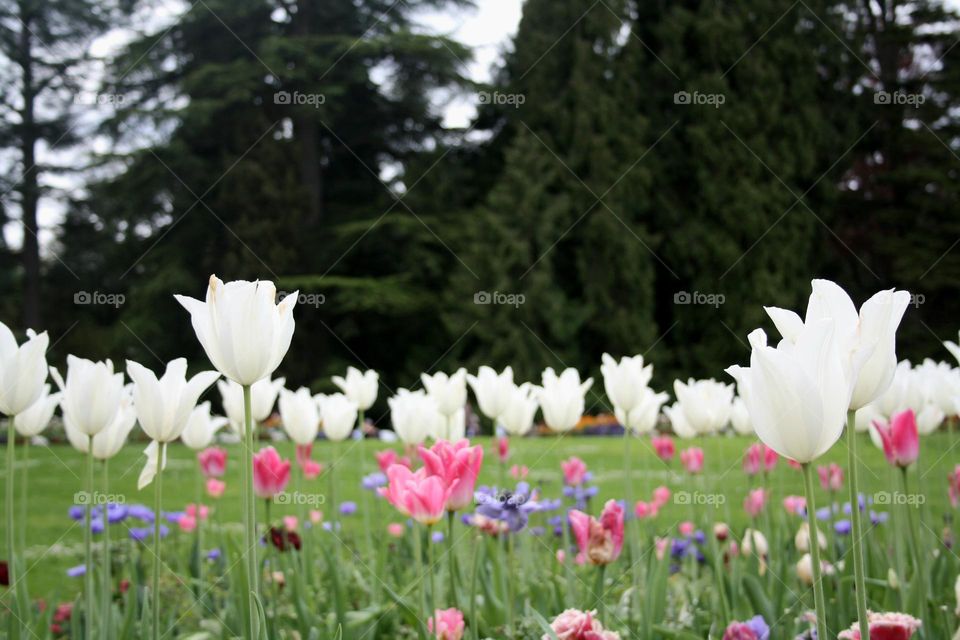 beautiful floral splendor