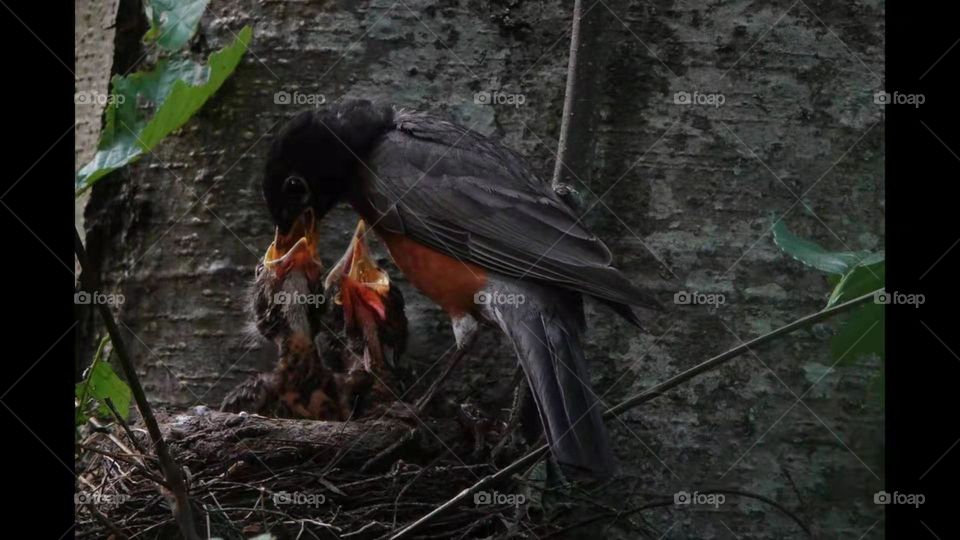 Red Robin nest, mama is feeding 