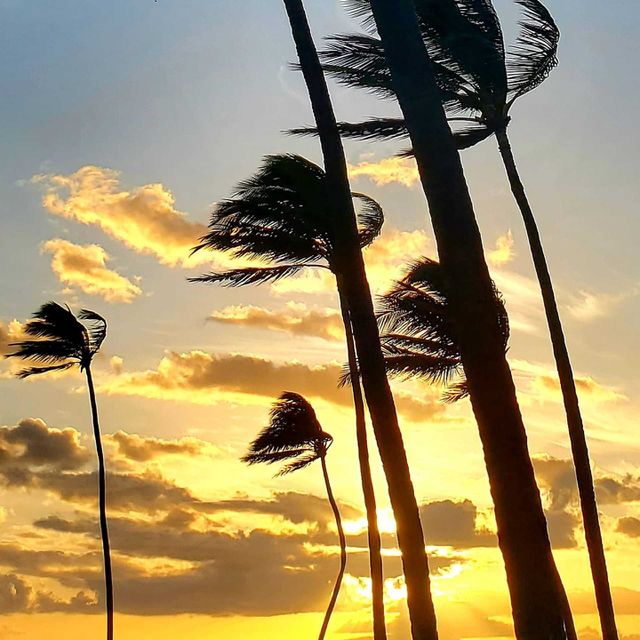 Palm trees