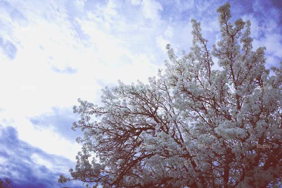 Portland Spring Beauty