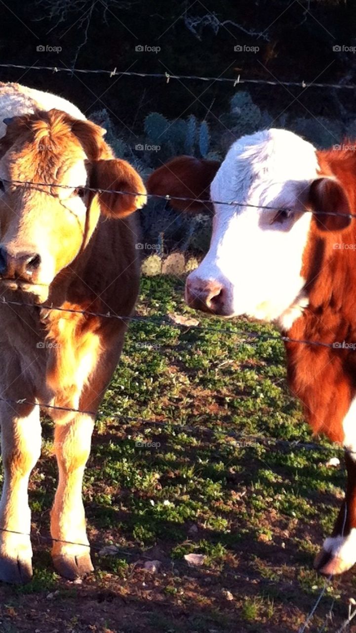Cows are Curious