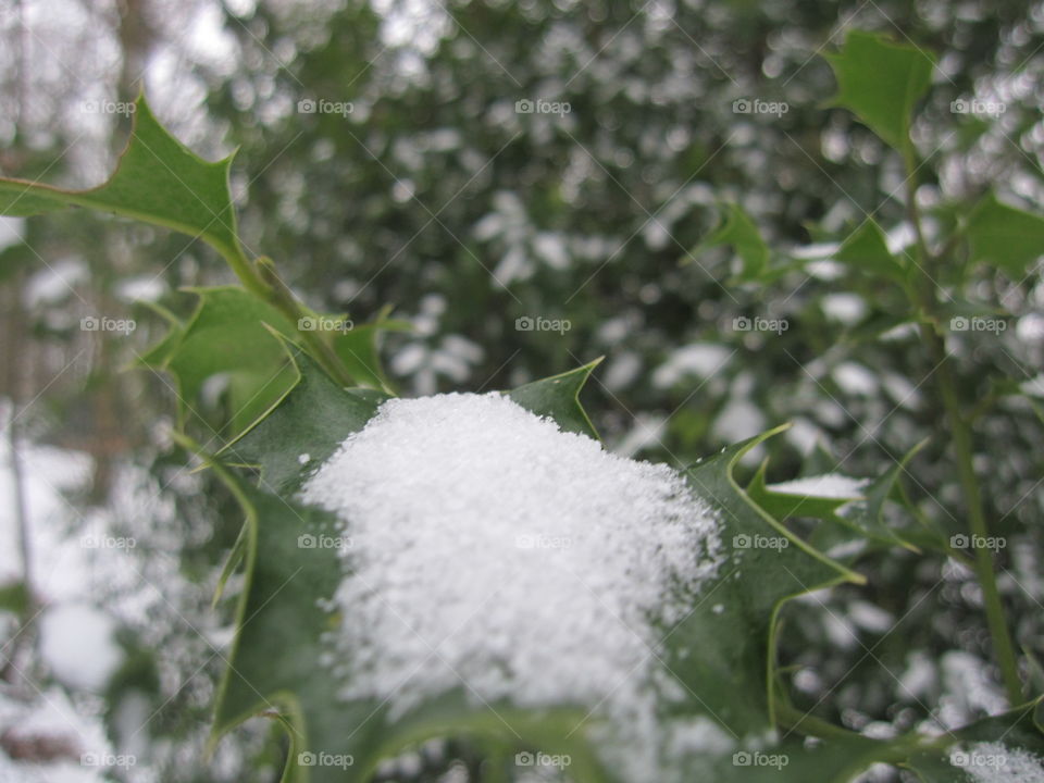 Snow On A Holly Leaf