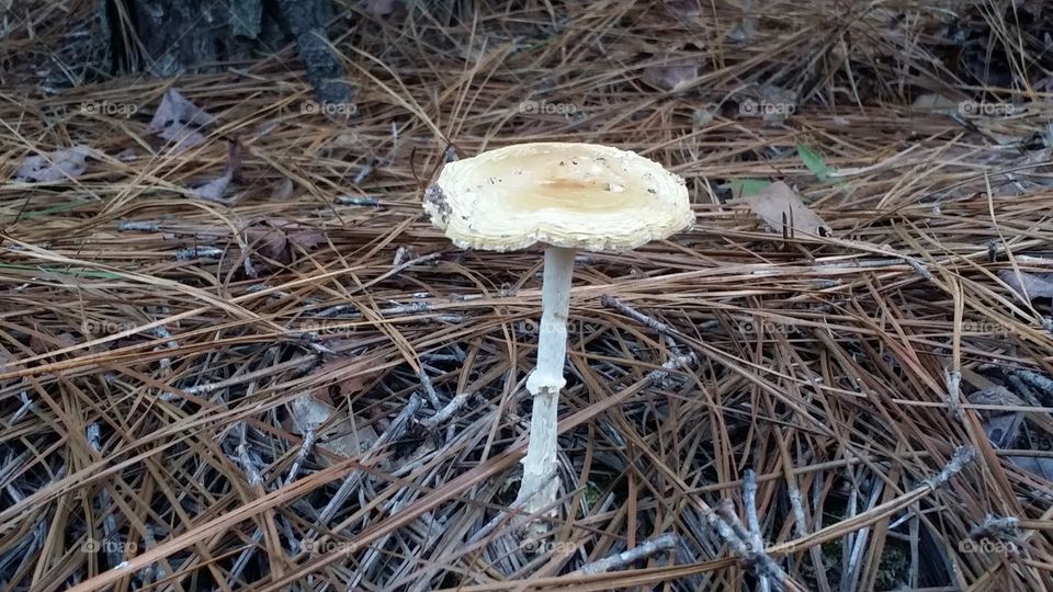 Toadstool. this and 10,000 others are growing everywhere since we've had so much rain lately.