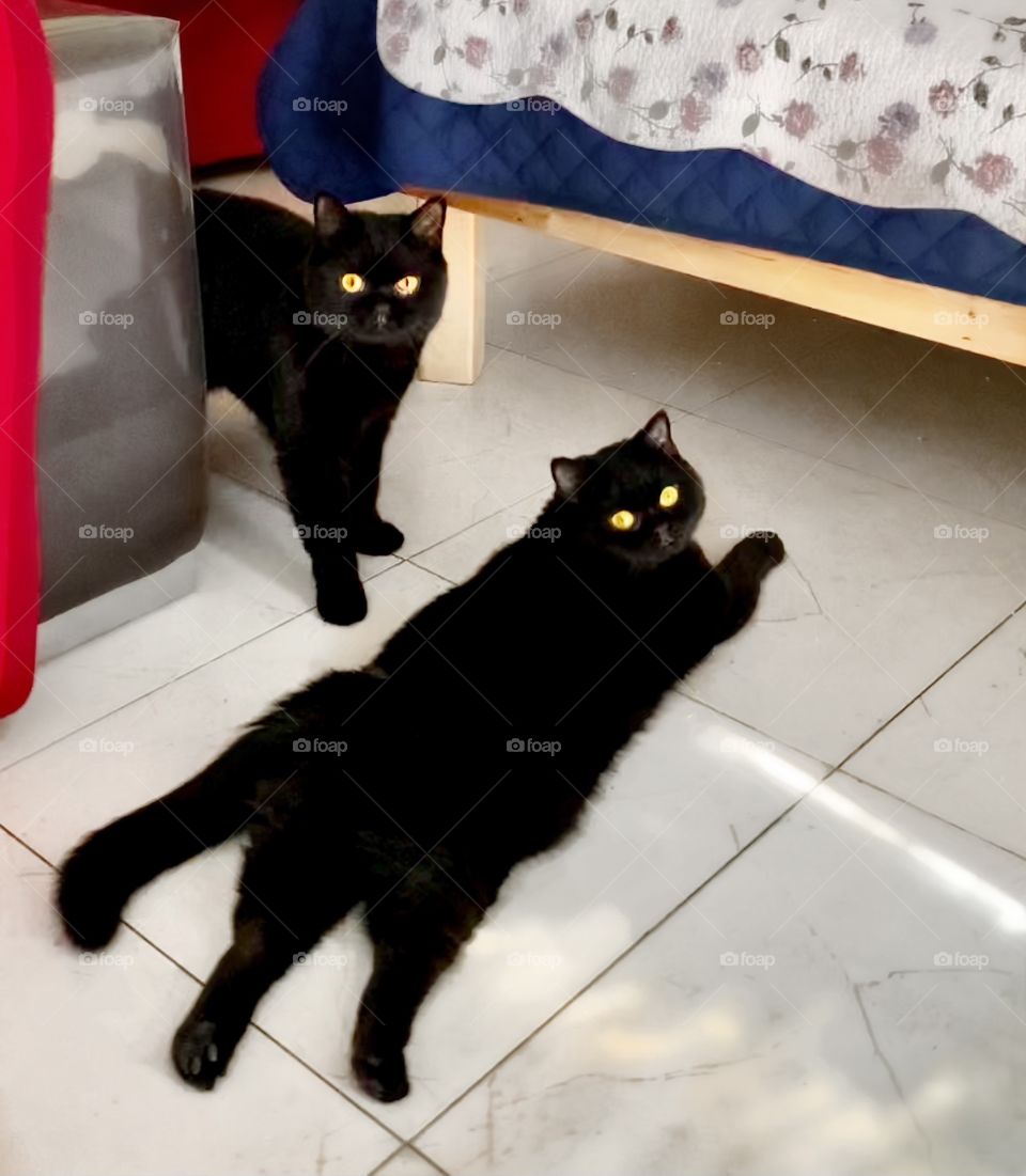 My adorable lovebugs