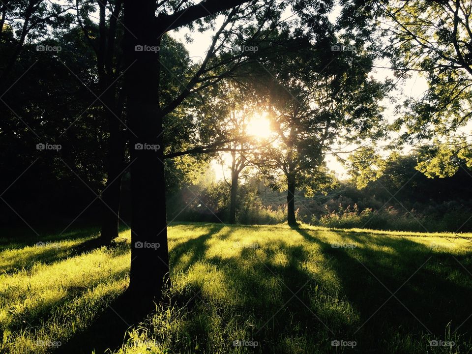 Landscape, Tree, Sun, Nature, Park