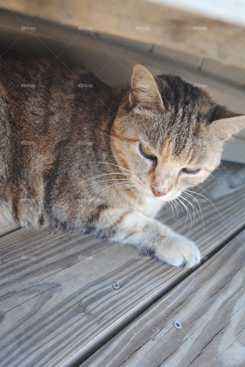 Lazy cat laying down