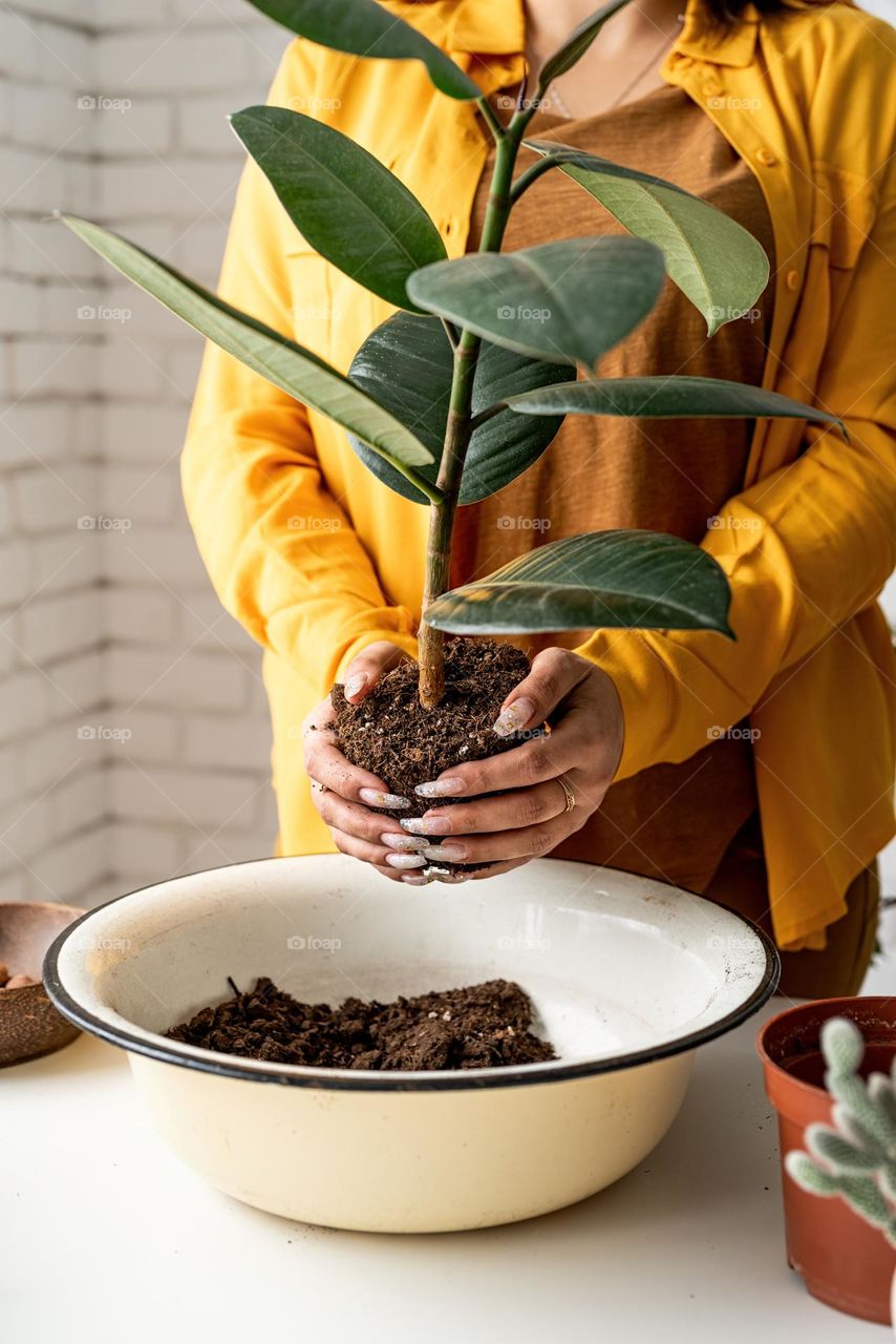 woman planting plant