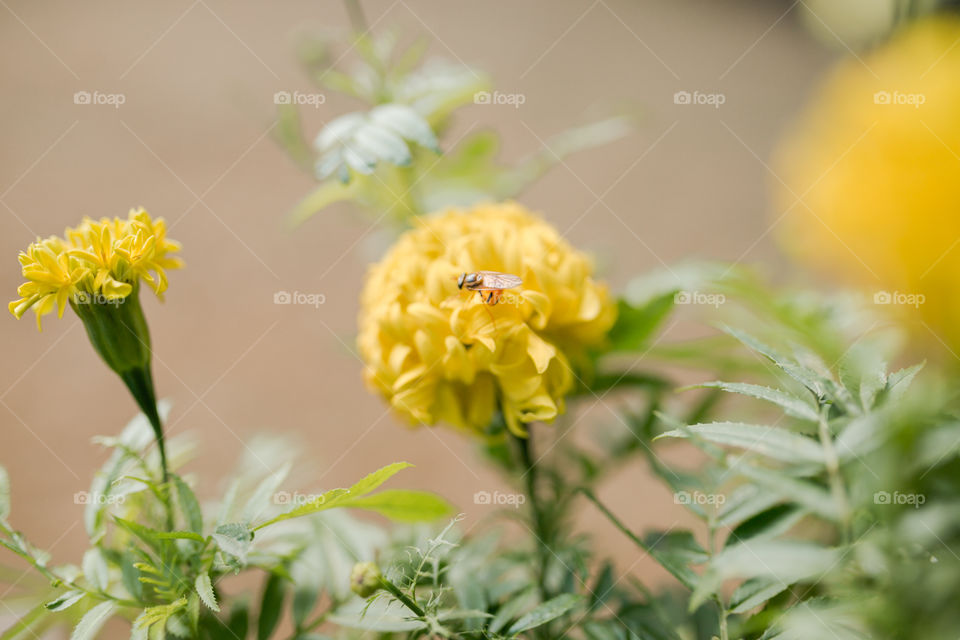 The Macro Bee