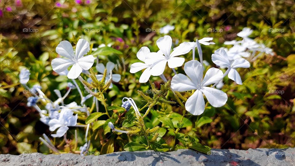 Beautiful white flowers, natural picture, Original Content,