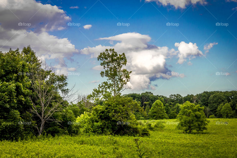 Scenic view of trees on landscape