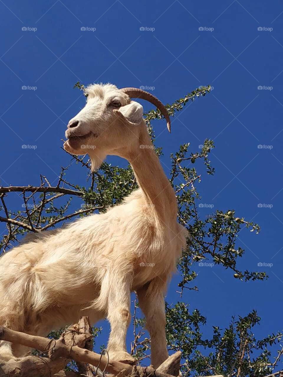 a beautiful goat looking at my camera.