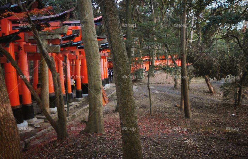 Fushimi inari