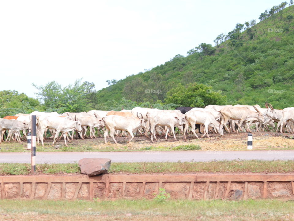 cow herd