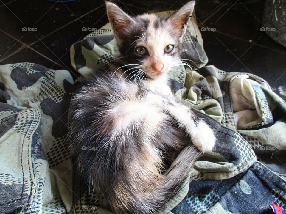 The kitten is on the old clothes on the floor