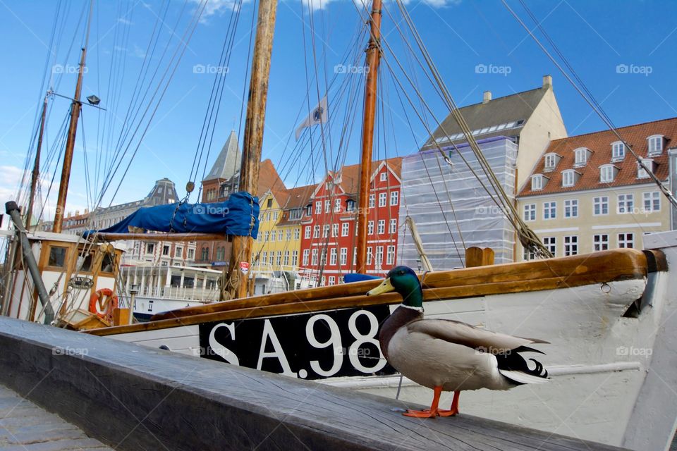 A friendly duck welcoming you to beautiful Nyhavn in Copenhagen 