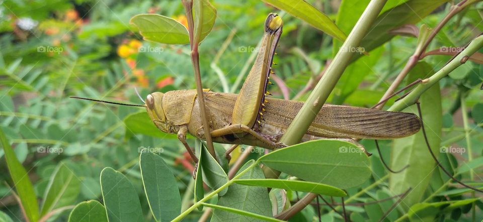 Rice grasshoppers perch on flower branches