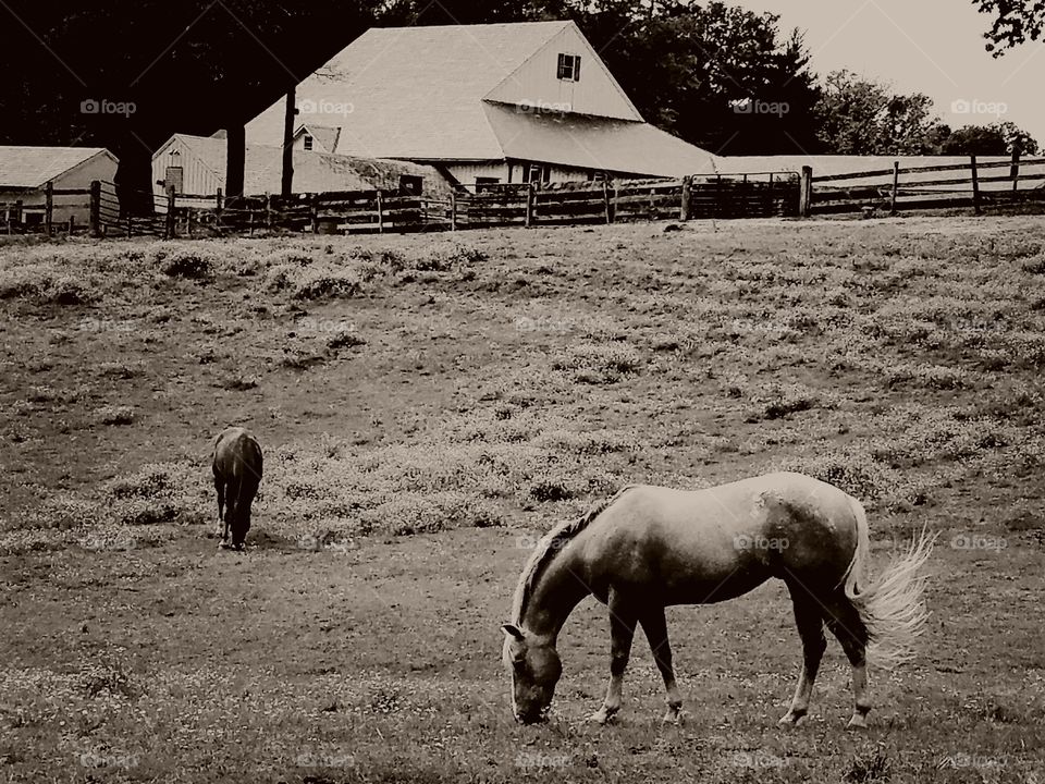 two horses grazing in horse pasture, sepia, swishing tail