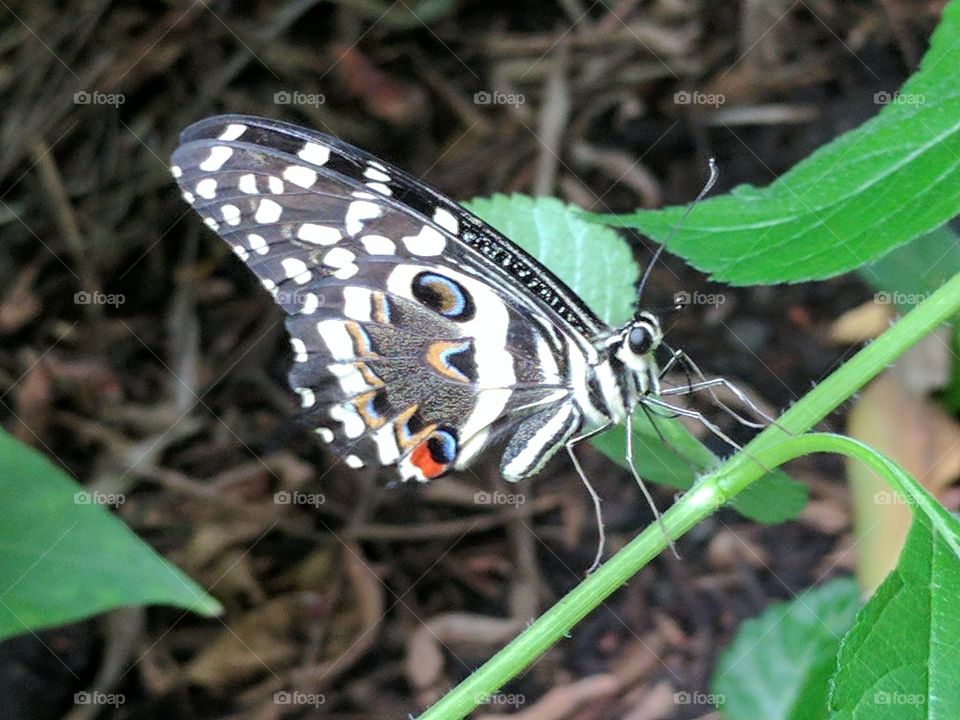 stunning butterfly