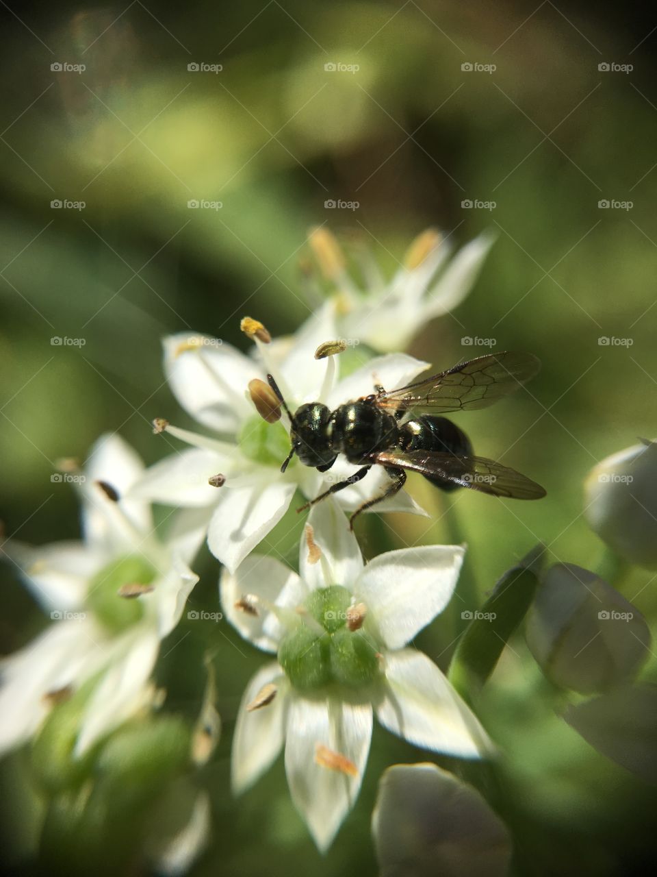 Small insect on chives