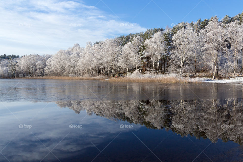  Forest covered with frost in early winter, beautiful reflection on the lake 