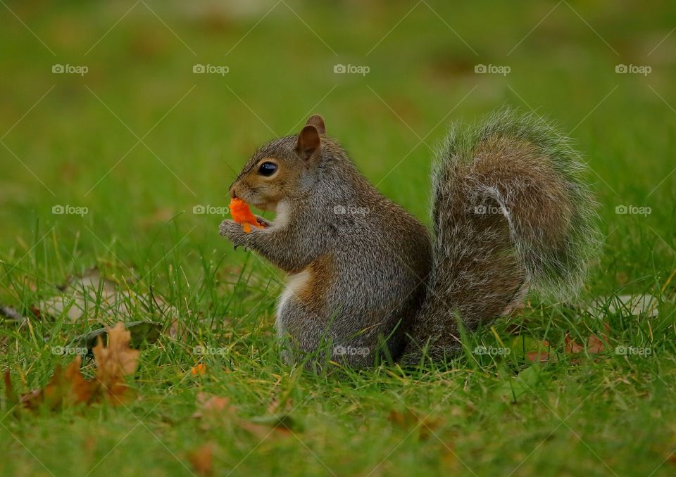 squirrel