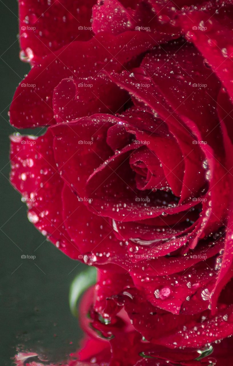 Red Rose Reflection