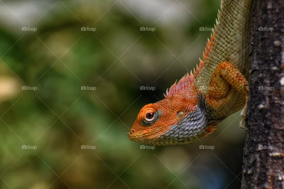 Lizard 