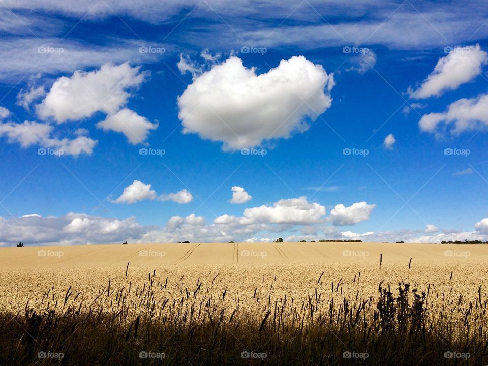 Beautiful rural countryside with a bright blue sky and a fluffy heart shaped cloud 
